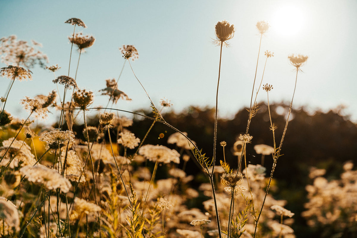 Seasonal wedding flowers